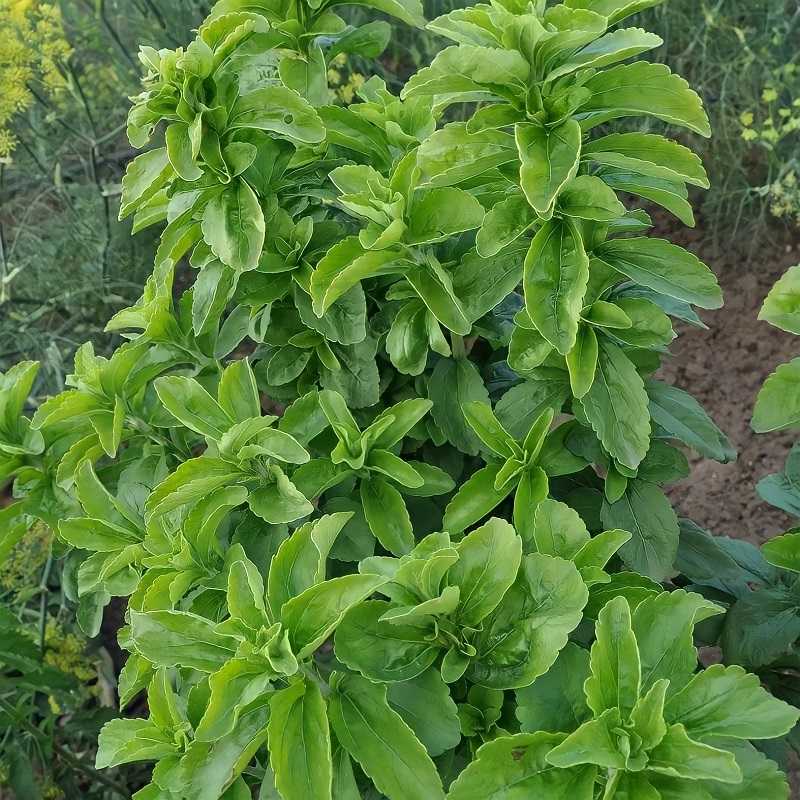 Стоит ли принимать сахорозаменитель стевию