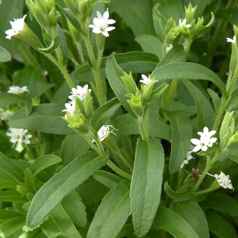 Что такое сахарозаменитель стевия: польза и вред заменителя сахара
что такое сахарозаменитель стевия: польза и вред заменителя сахара