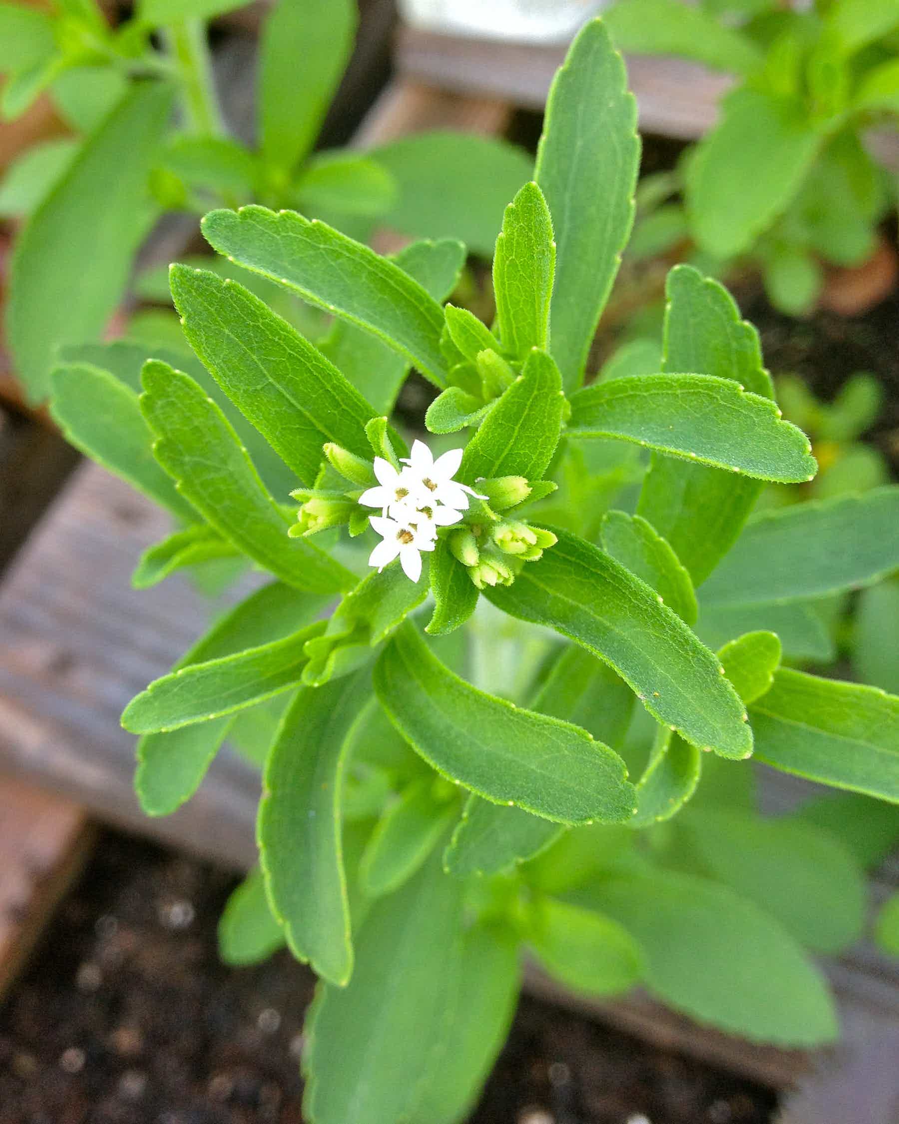 Стевия (сахарозаменитель): польза и вред | польза и вред