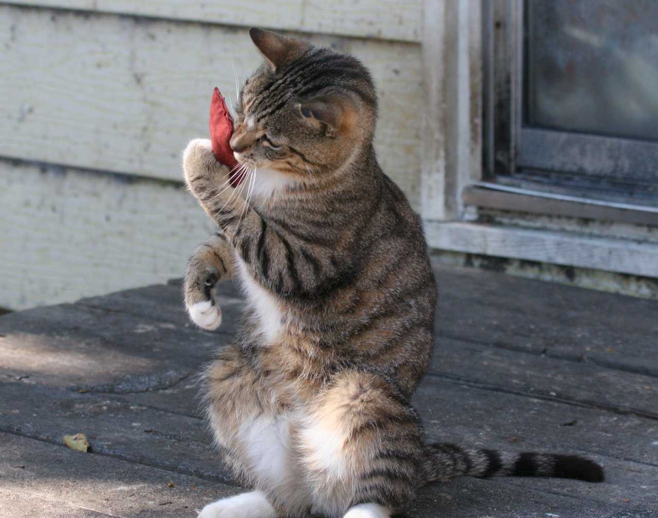 Почему смешно? разбираемся с причинами расистских шуток и как их прекратить