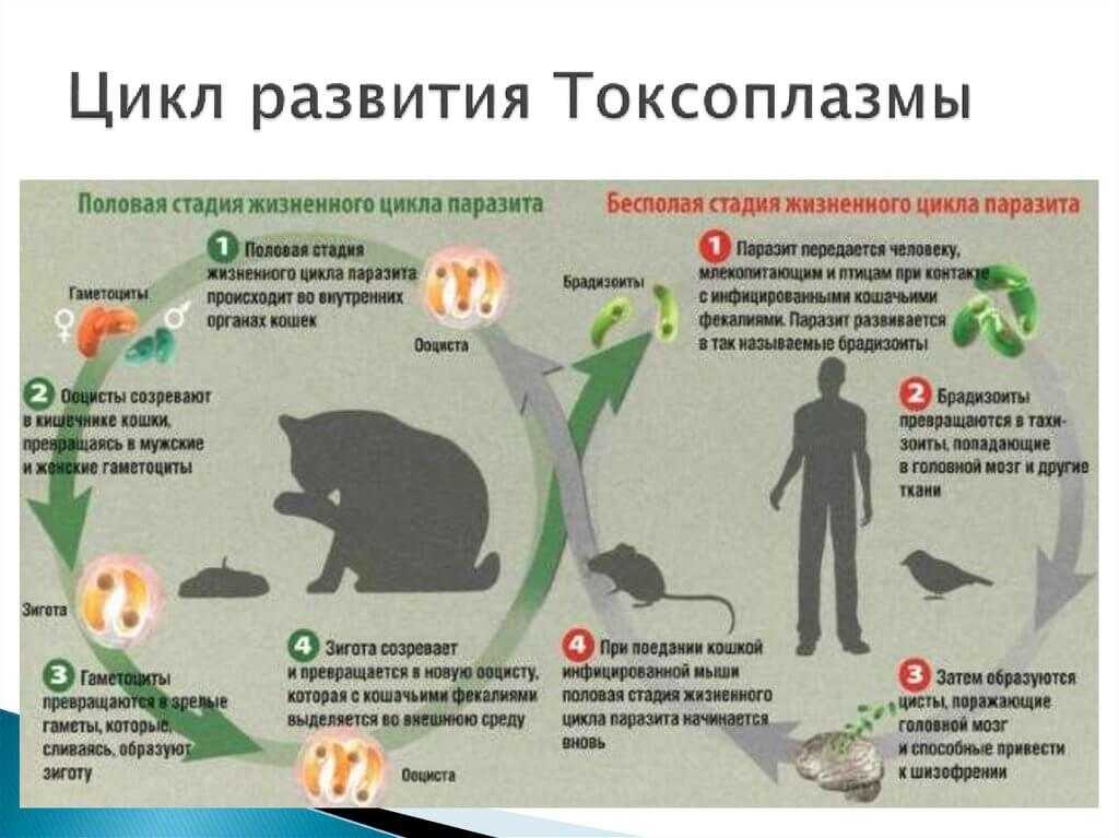 Болезни собак: симптомы и лечение