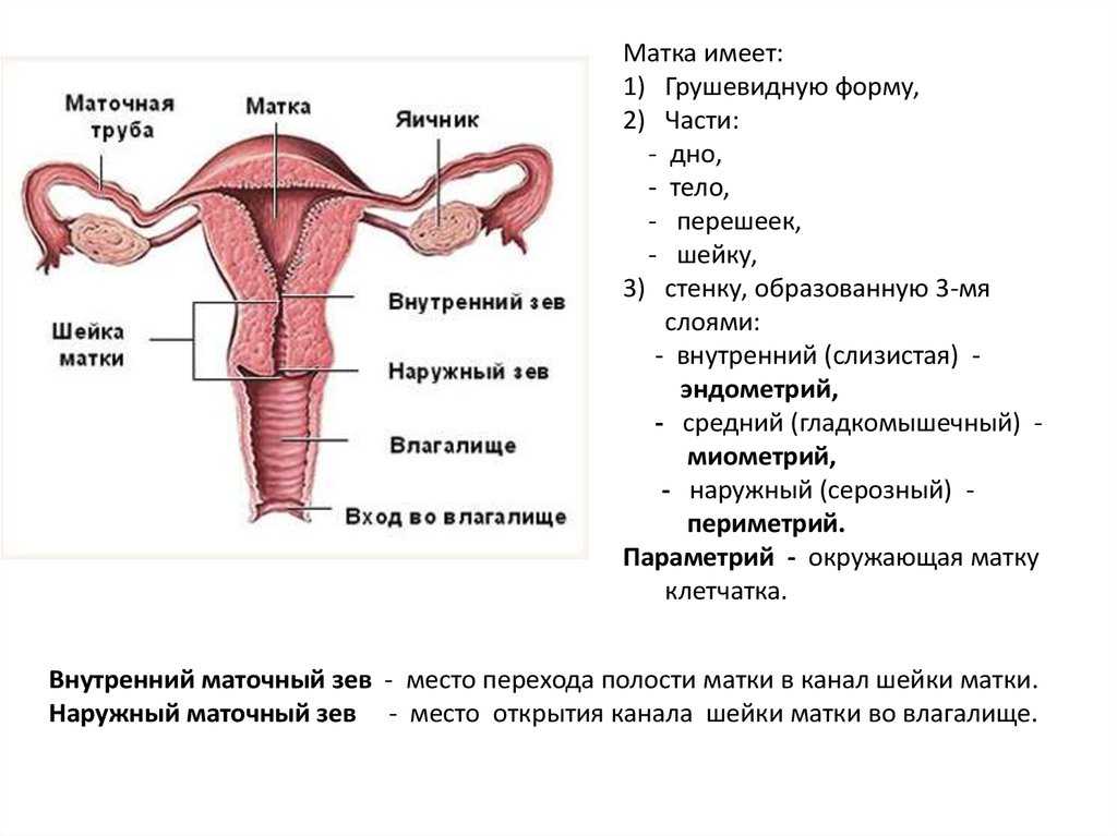 Какой размер у влагалища - ширина, глубина, как меняется