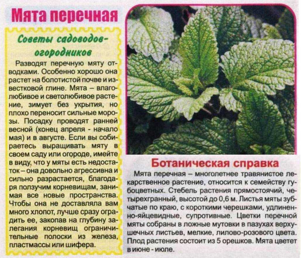 Как вырастить мяту?