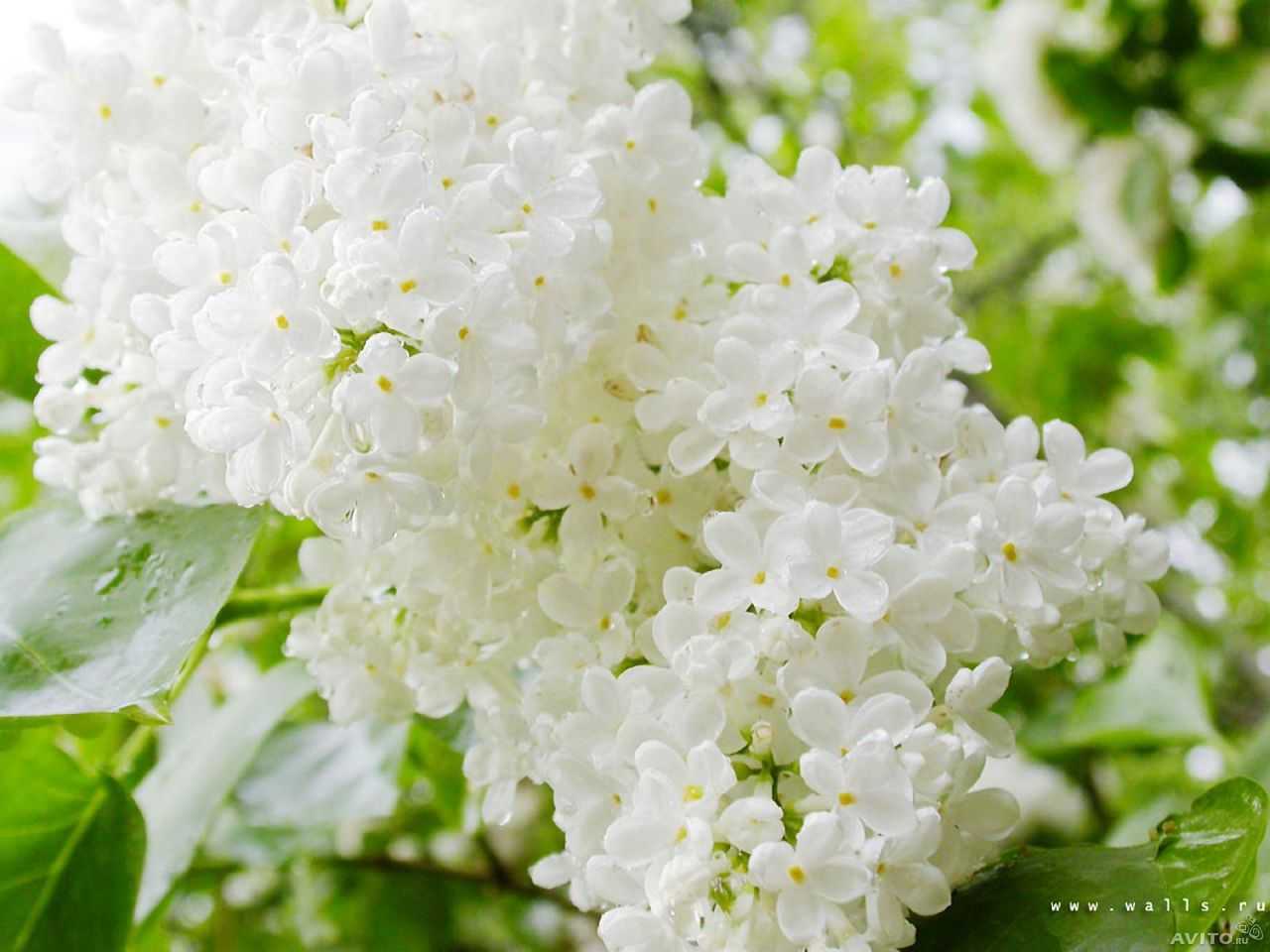 Белая сирень, северное сияние