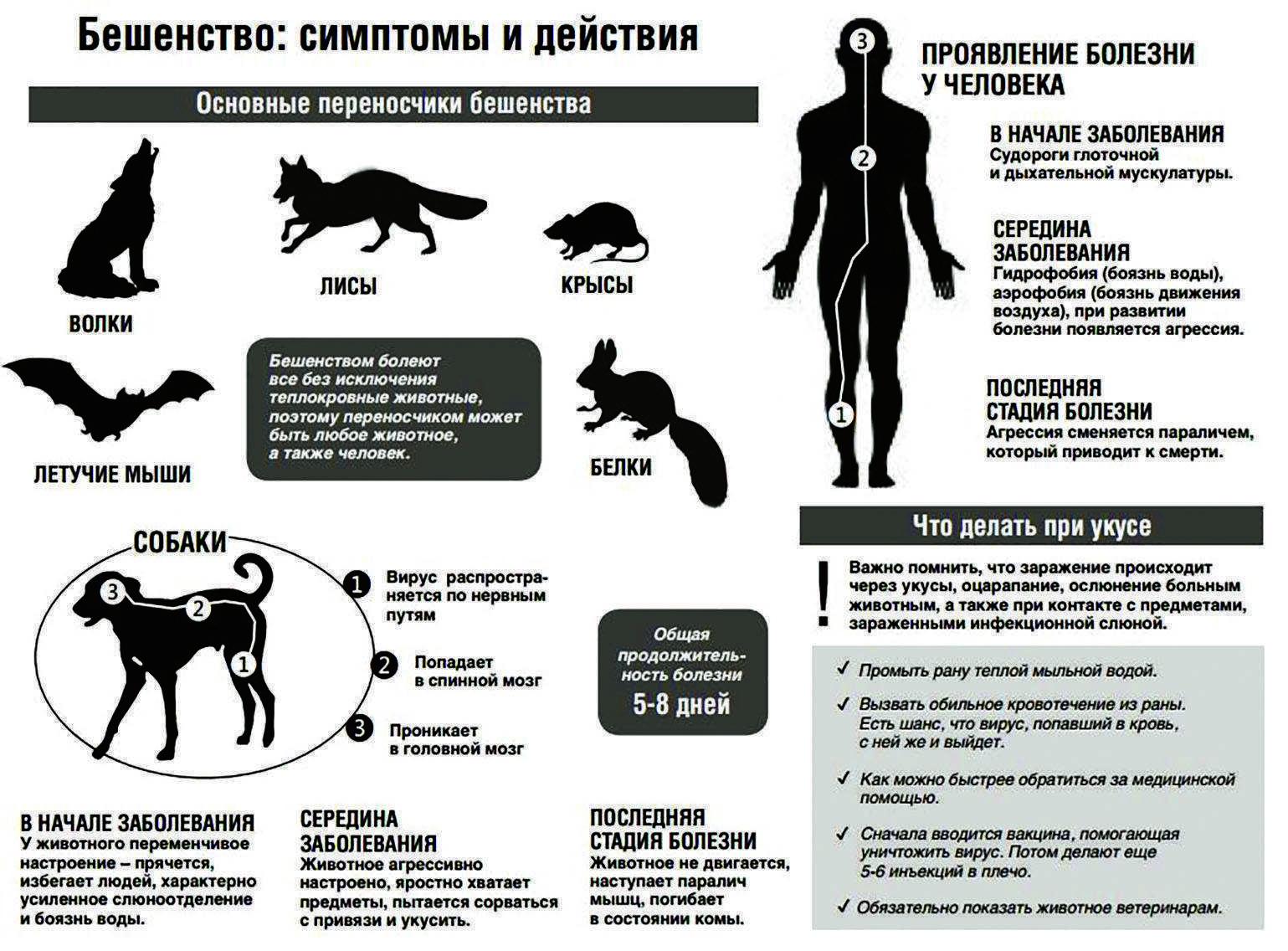 Распространённые болезни у кошек: симптомы и лечение