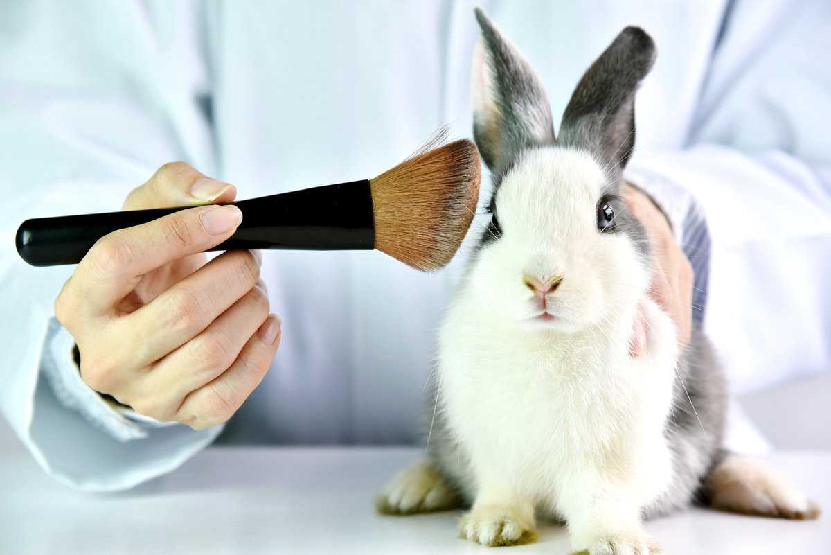 Cruelty-free: косметика, которую не тестируют на животных » eva blog