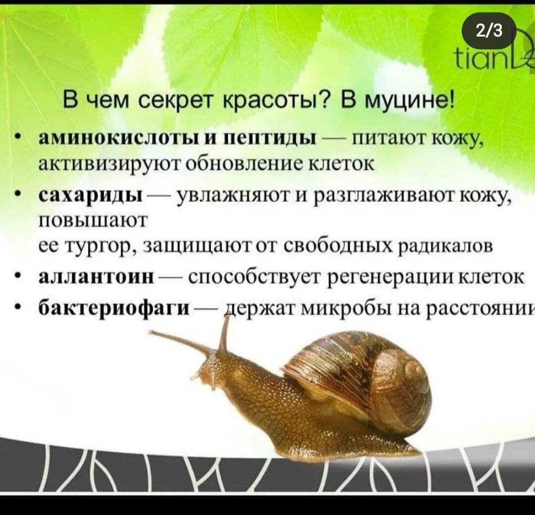 Сегодня улитки — это не только блюдо эскарго, подаваемое с белым сухим вином, но и популярный ингредиент в косметических средствах Узнаем, зачем он нужен