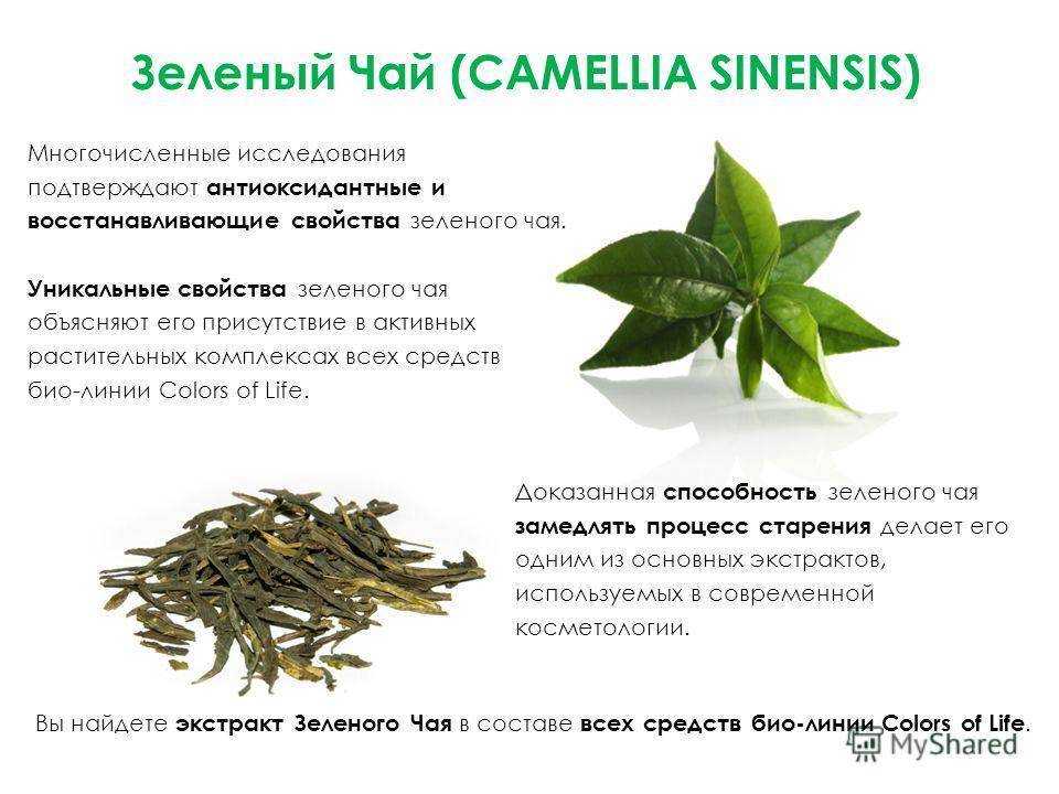 Зеленый чай для лица и кожи: отзывы, польза, рецепты