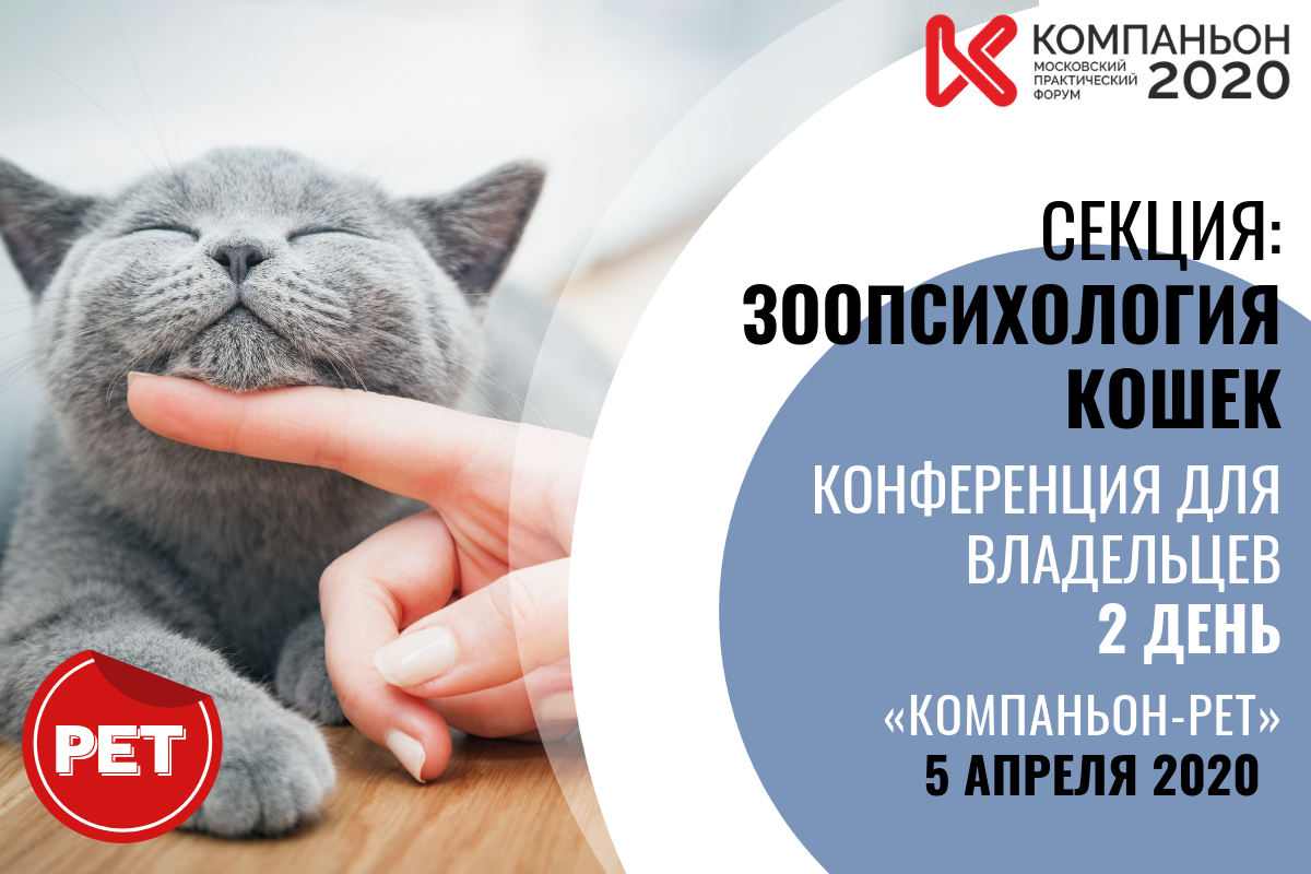 Спорт для кошек: как это работает с идеальным весом | читатель домашних животных
