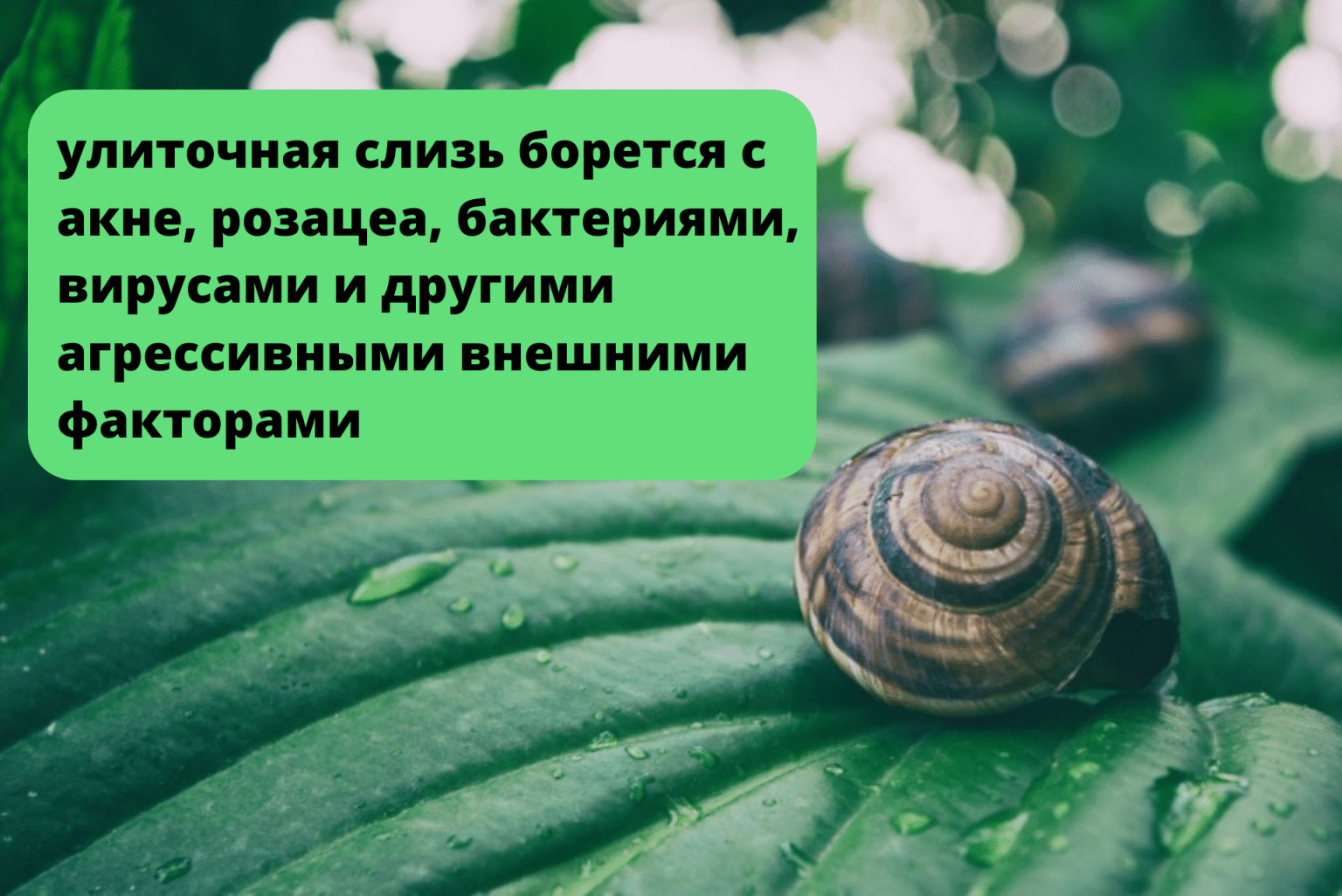 Нужна ли вам косметика с муцином улитки?