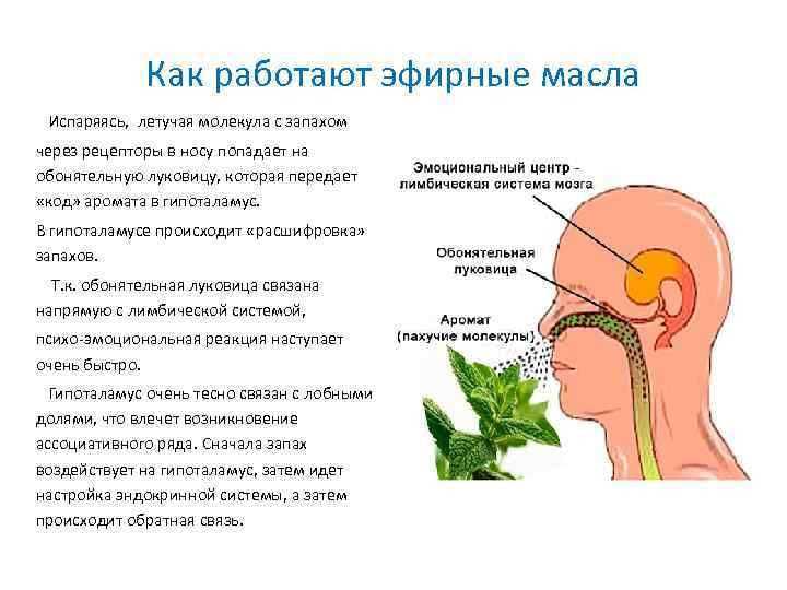 Запахи — причина нашей приязни или неприязни к другому человеку