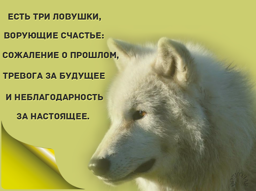 Как побороть страх упущенных возможностей | сила лиса