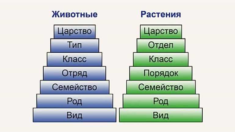 Семья как малая социальная группа